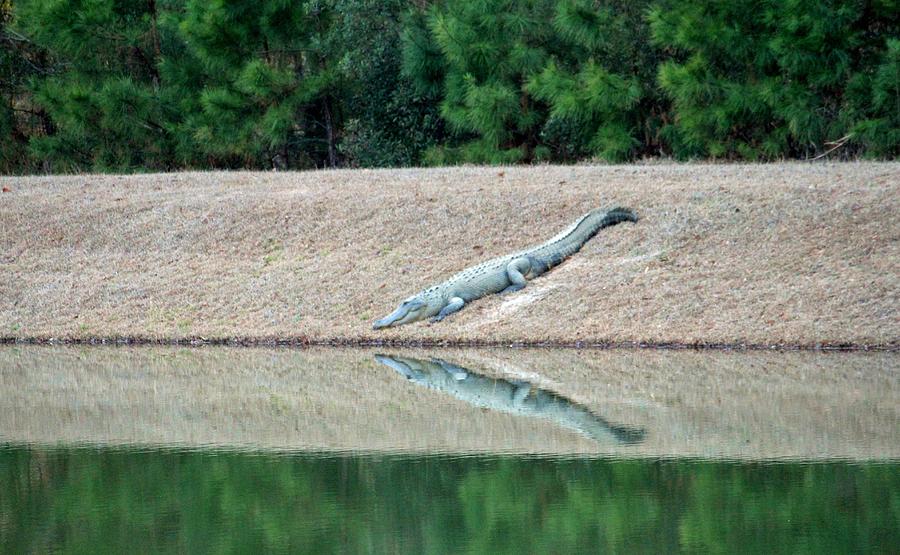 Alligator Reflection Photograph by Cynthia Guinn