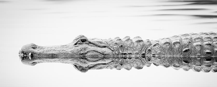 Alligator Reflections Photograph by Dennis Goodman Photography