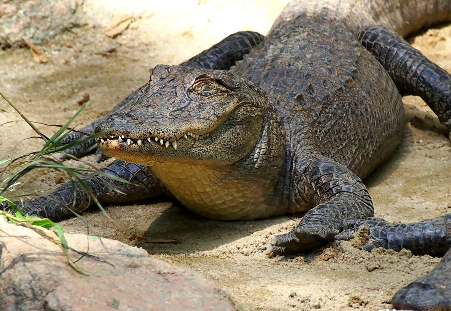 Alligator rests in shade near water Photograph by Amy McDaniel