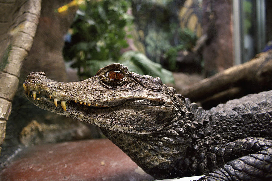 Alligator Photograph by Richard Gregurich