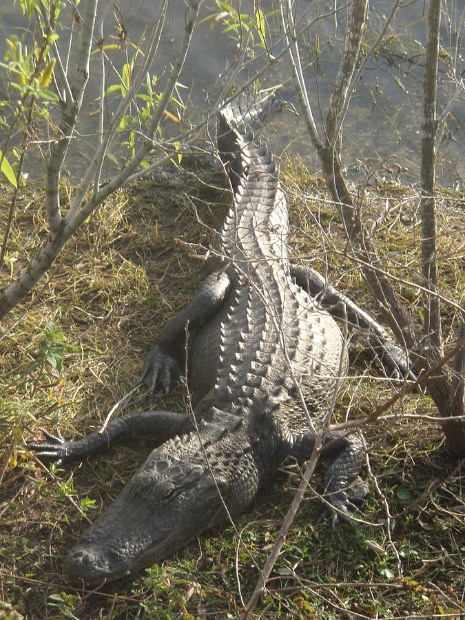 Alligator Photograph by Robert Nickologianis