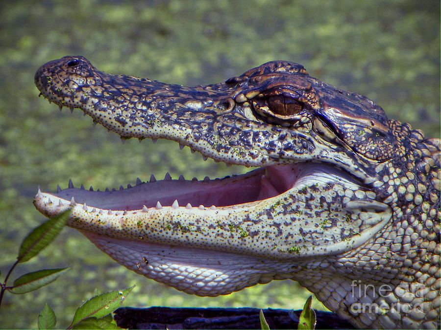 Alligator Photograph by Savannah Gibbs