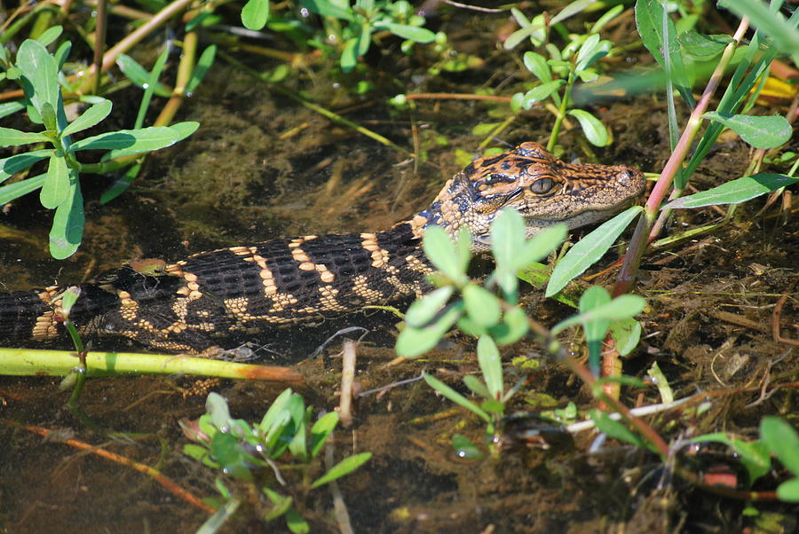 Alligator Series 1 Of 5 Photograph