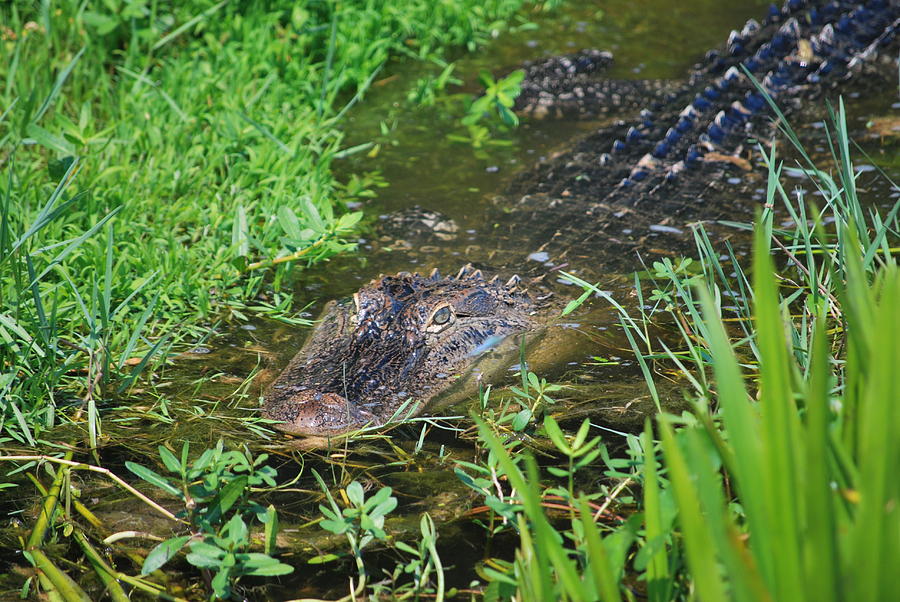 Alligator Series 3 Of 4 Photograph By May Photography - Fine Art America