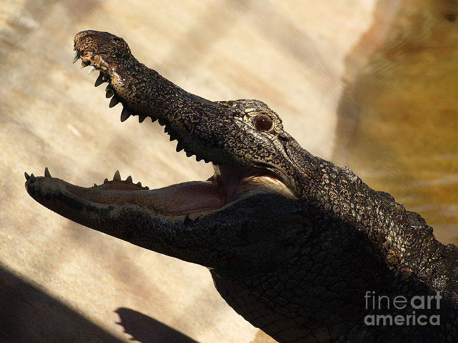 Alligator Smile Photograph by Raymond Earley