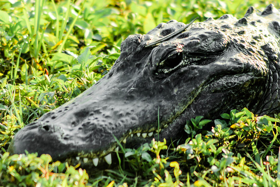 Alligator Smiles Photograph by George Kenhan