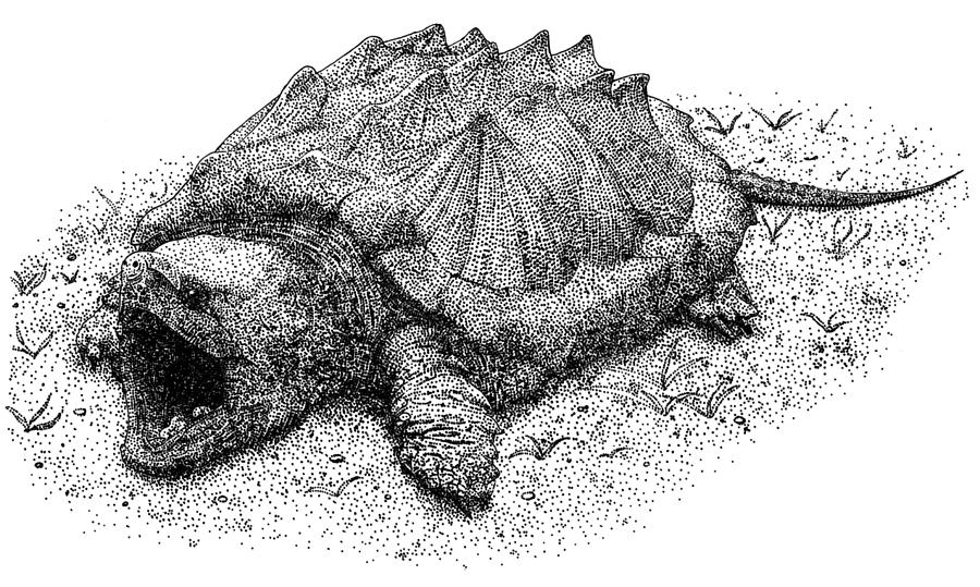 Alligator Snapping Turtle Photograph - Alligator Snapping Turtle by Roger H...