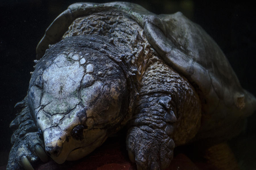 Alligator Snapping Turtle Photograph