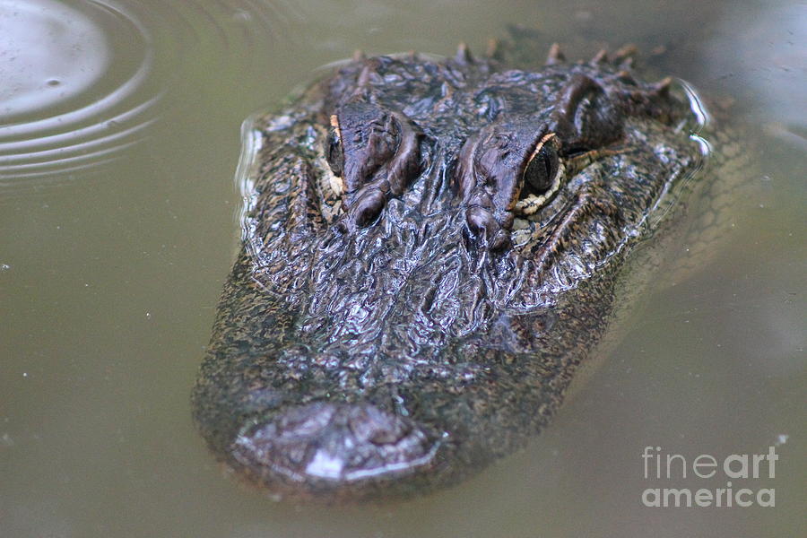 Alligator Stare Photograph by Andre Turner