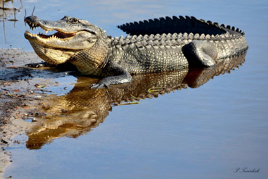 Alligator Striking a Pose Photograph by Patricia Twardzik