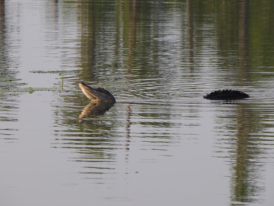 Alligator Strut Photograph by Kimo Fernandez