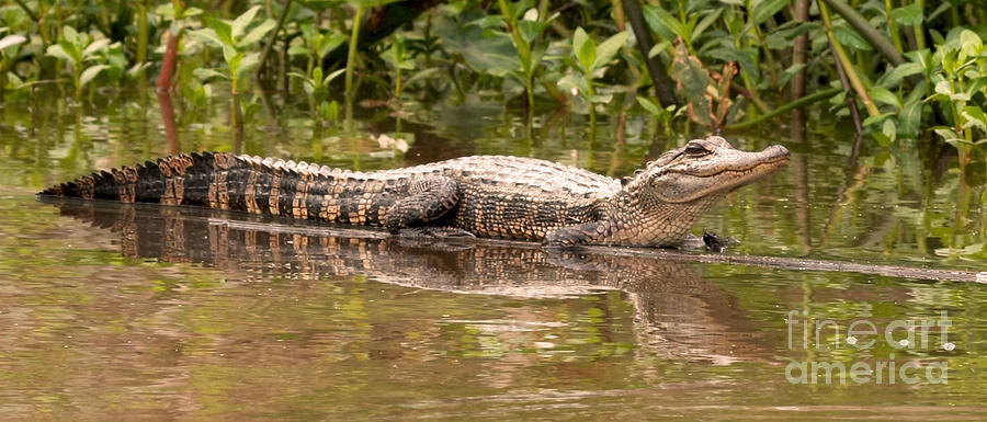 Alligator in Louisiana Swamp Photograph by Luana K Perez