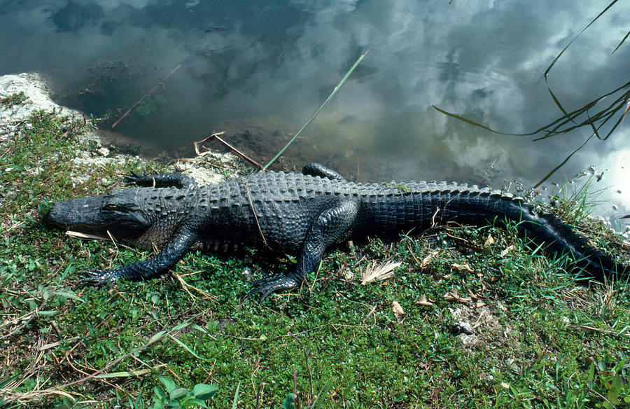 Alligator Sunning Itself Photograph by Millard H. Sharp