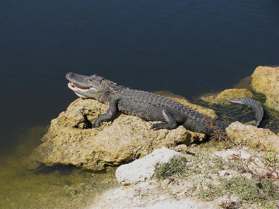 Alligator Sunning Photograph by Melinda Saminski