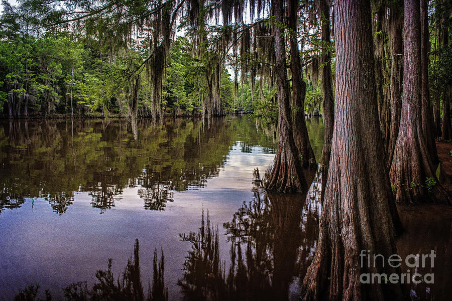 Alligator Swamp on Caddo Lake Photograph by Tamyra Ayles