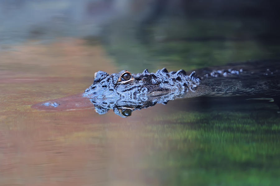 Alligator swim Photograph by Songquan Deng
