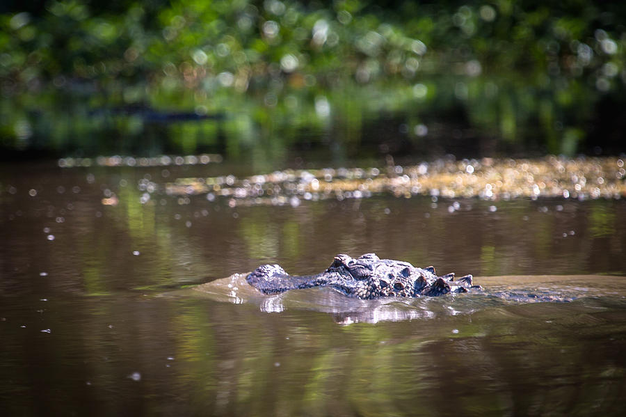 Alligator Swimming in Bayou 1 Photograph by Gregory Daley  MPSA