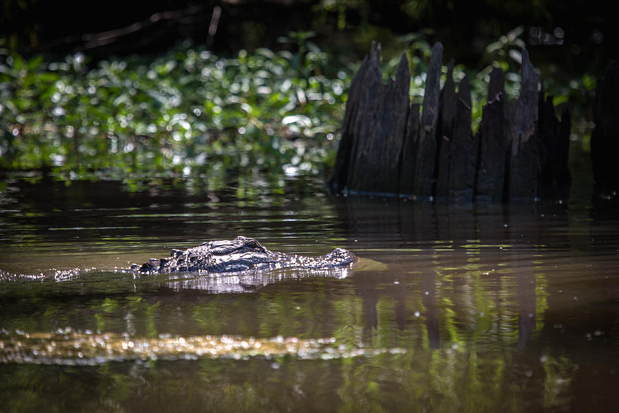 Alligator Swimming in Bayou 2 Photograph by Gregory Daley  MPSA