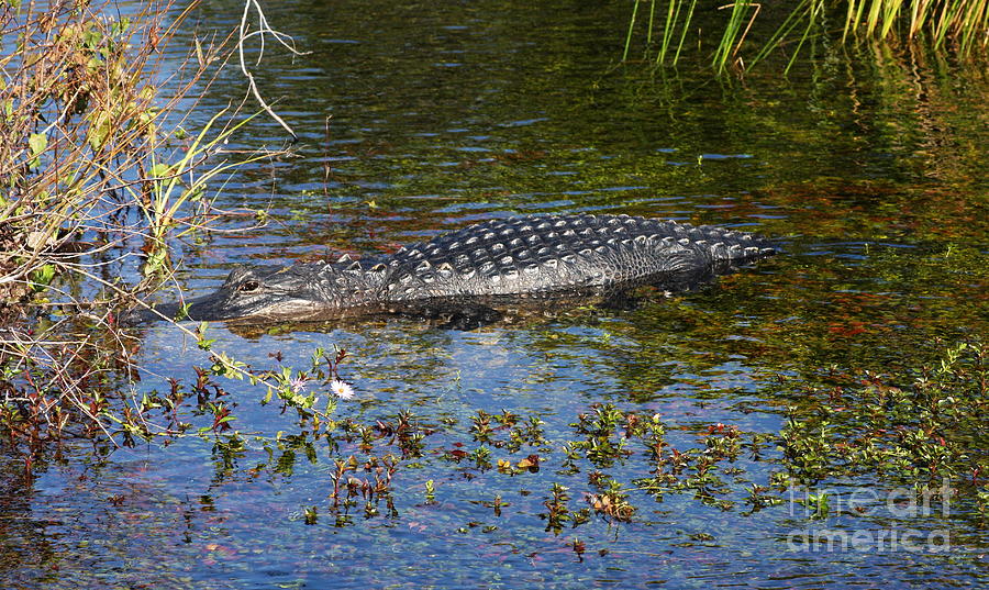 Alligator Swimming In Blue Water Photograph by Christiane Schulze Art And Photography