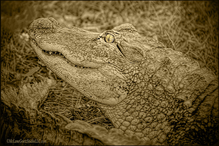 Alligator Tail Black and White Photograph by LeeAnn McLaneGoetz McLaneGoetzStudioLLCcom