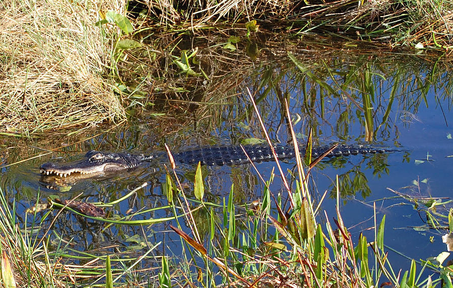 Alligator Teeth Photograph by Mitchell Rudin - Fine Art America