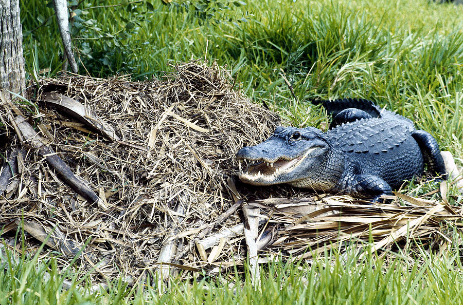 Alligator With Her Nest Photograph by Robert C. Hermes