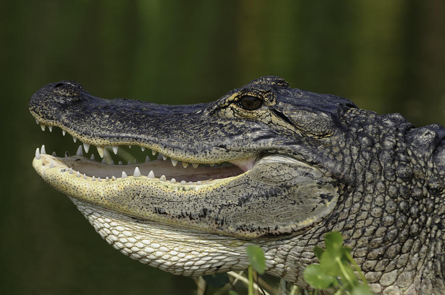 Alligator with mouth open Photograph by Bradford Martin