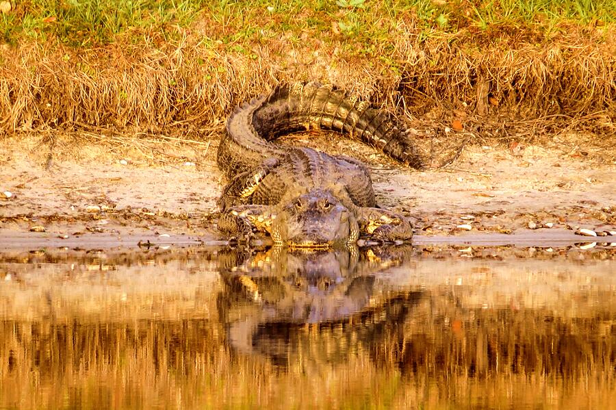 Alligator With Reflection Photograph By Zina Stromberg Fine Art America