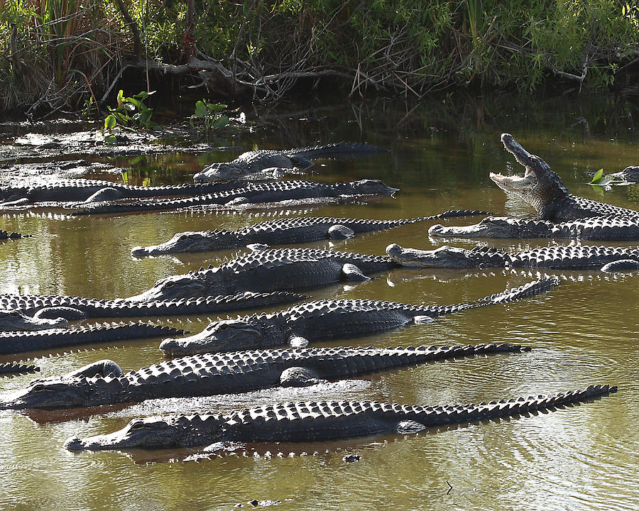 Alligators 8 Photograph by Rudy Umans