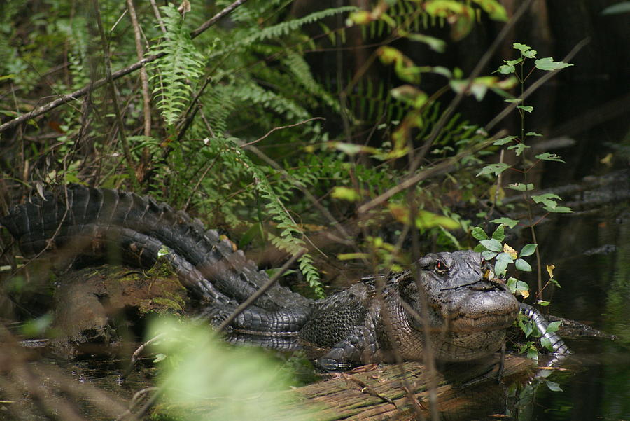 Alligators Life Photograph by Lindsey Floyd