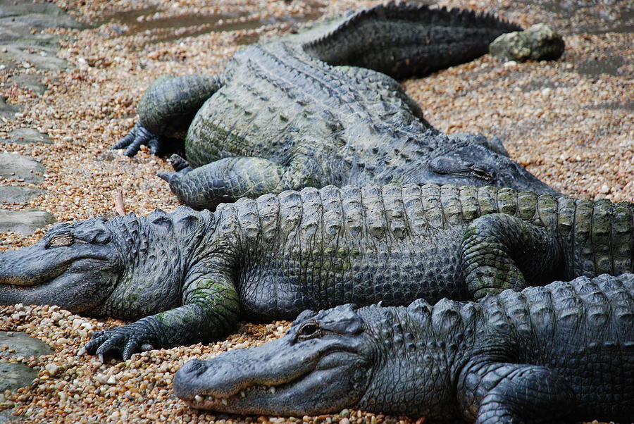 Alligators Sunning Photograph