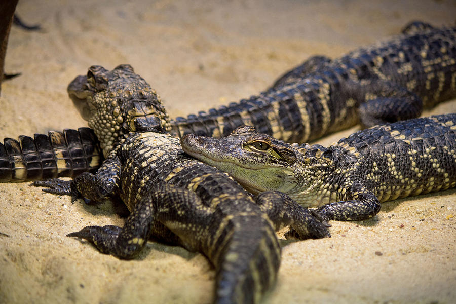 Alligators Photograph by Susan Jensen