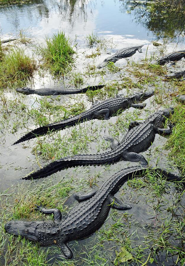 Everglades National Park Photograph - Alligators by Tony Craddock