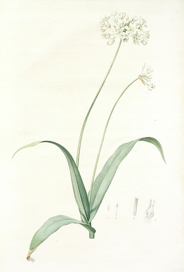 Allium Album, Allium Subhirsutum Ail Blanc, Hairy Garlic Drawing by ...