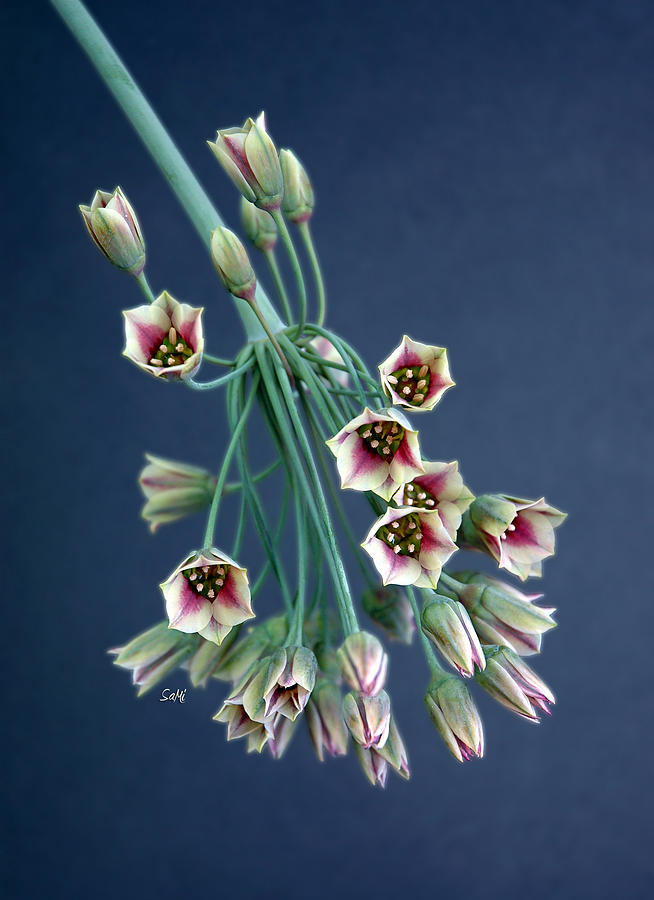 Allium bells Photograph by Sami Martin