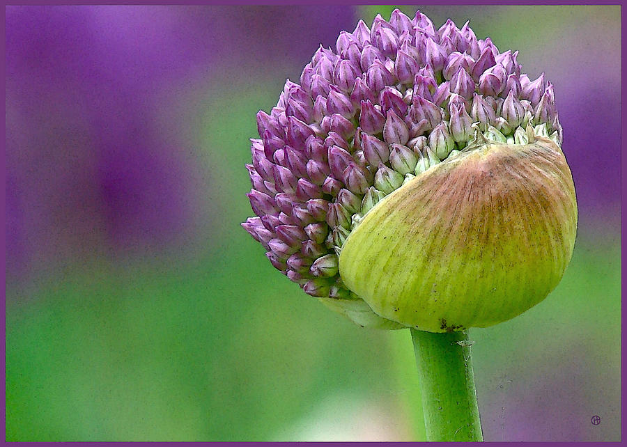 Allium Blooming Digital Art by Gary Olsen-Hasek