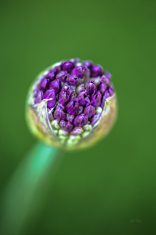 Allium bud Photograph by Eti Reid