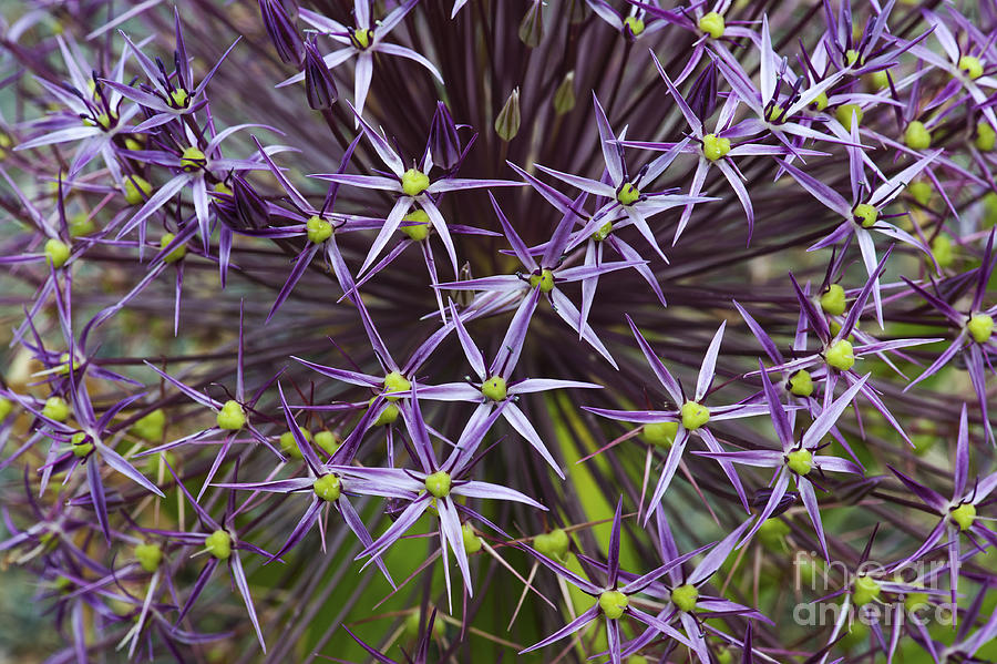 Allium Christophii Flower Pattern Photograph by Tim Gainey
