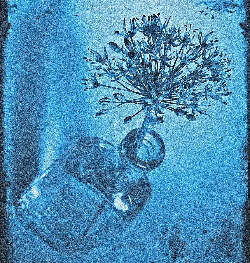 Allium Cyanotype Photograph by Chris Berry