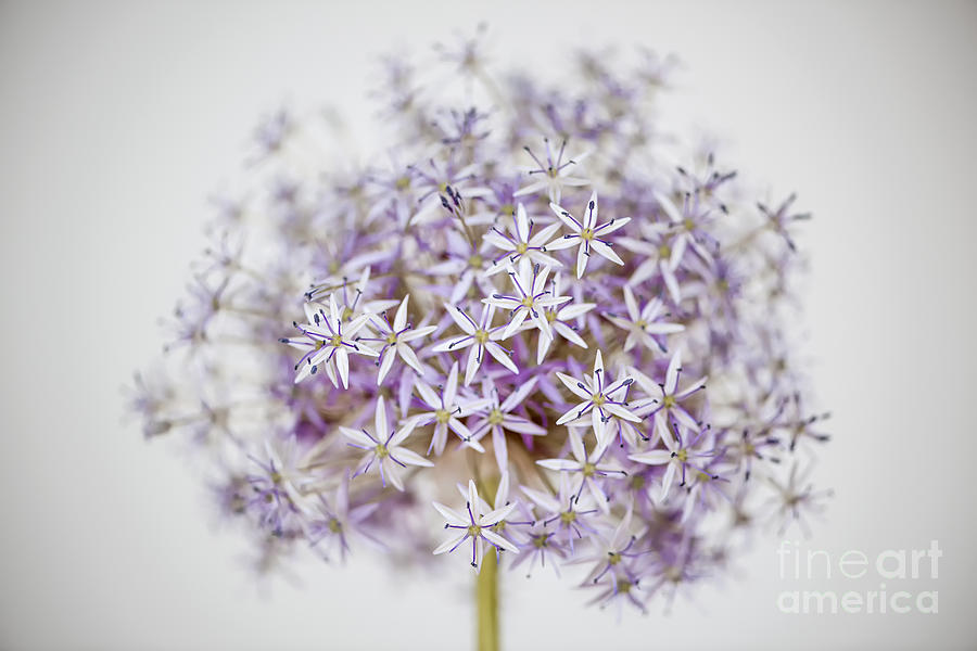 Onion Photograph - Allium flower by Elena Elisseeva