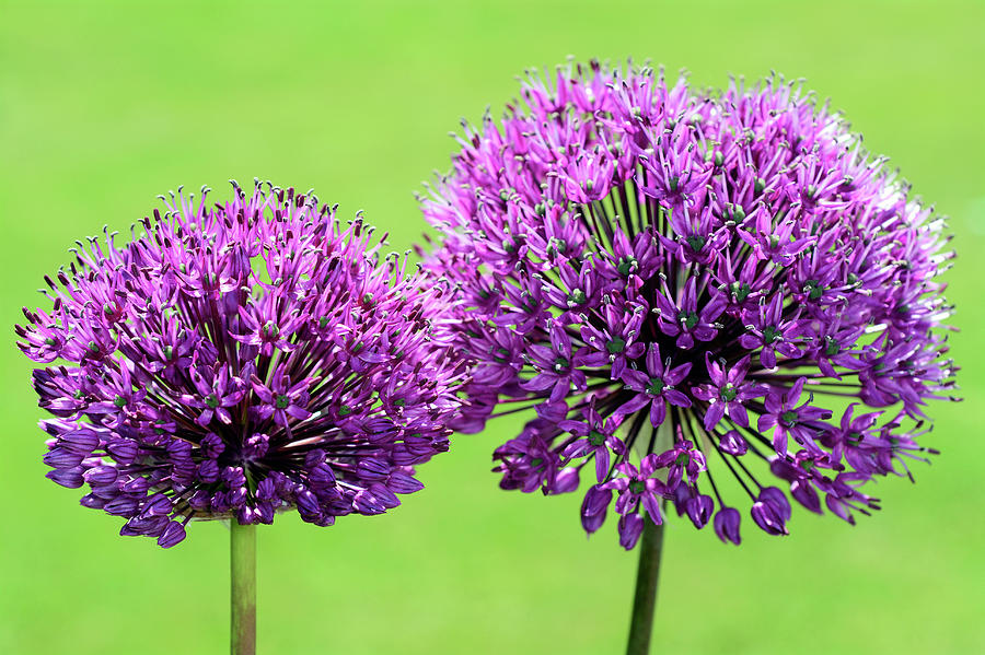 Allium Flower Heads Photograph by Nigel Downer/science Photo Library