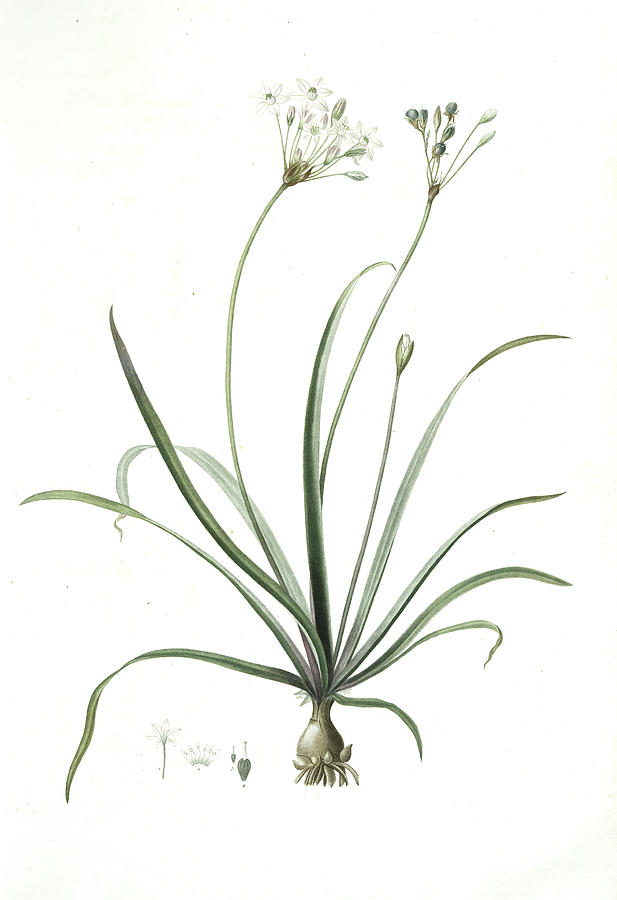 Flower Drawing - Allium Fragrans, Ail Parfumé, Fragrant Onion by Artokoloro