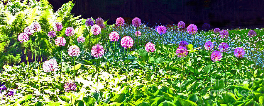 Ball Photograph - Allium garden In Bloom by Ausra Huntington nee Paulauskaite