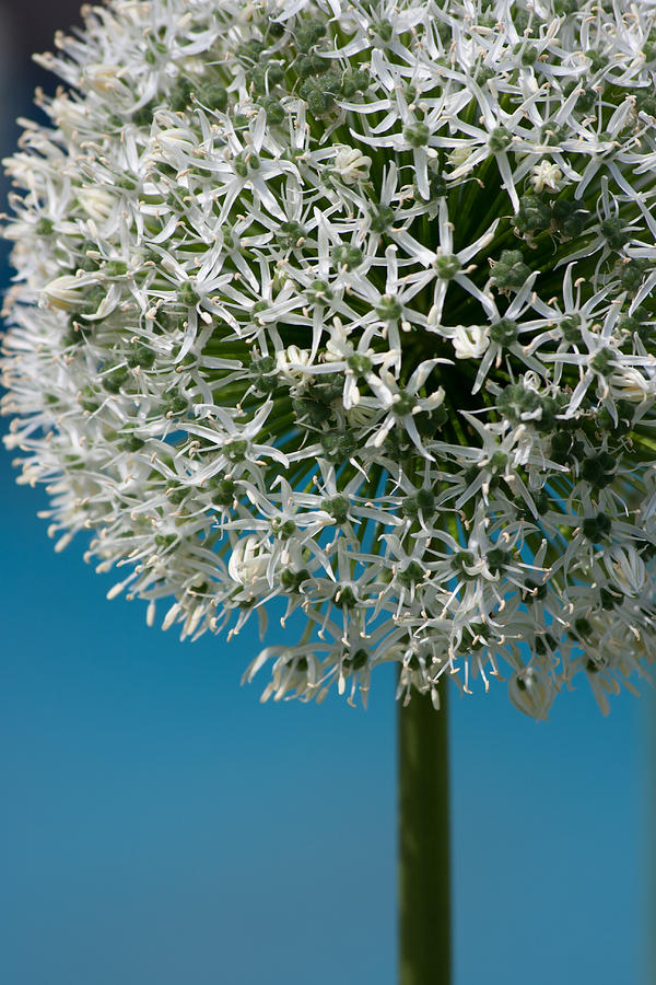 Allium giant 'Mont Blanc' Photograph by Dmitriy Viktorov - Pixels