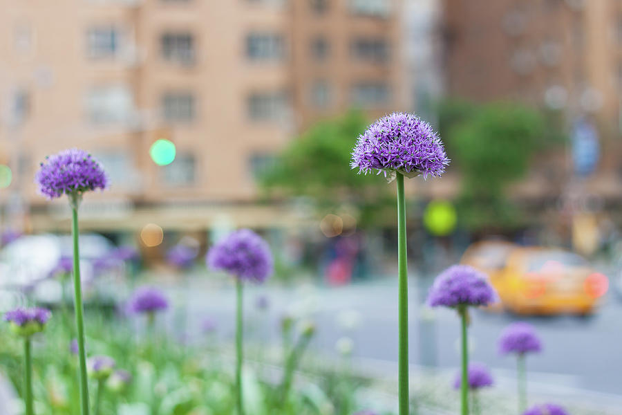 Allium Giganteum With Columbus Circle Photograph by Arata Photography