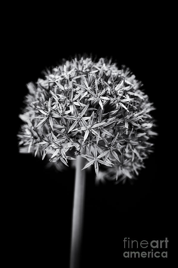 Nature Photograph - Allium Globemaster by Tim Gainey