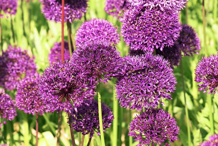 Flower Photograph - Allium Hollandicum purple Sensation by Adrian Thomas