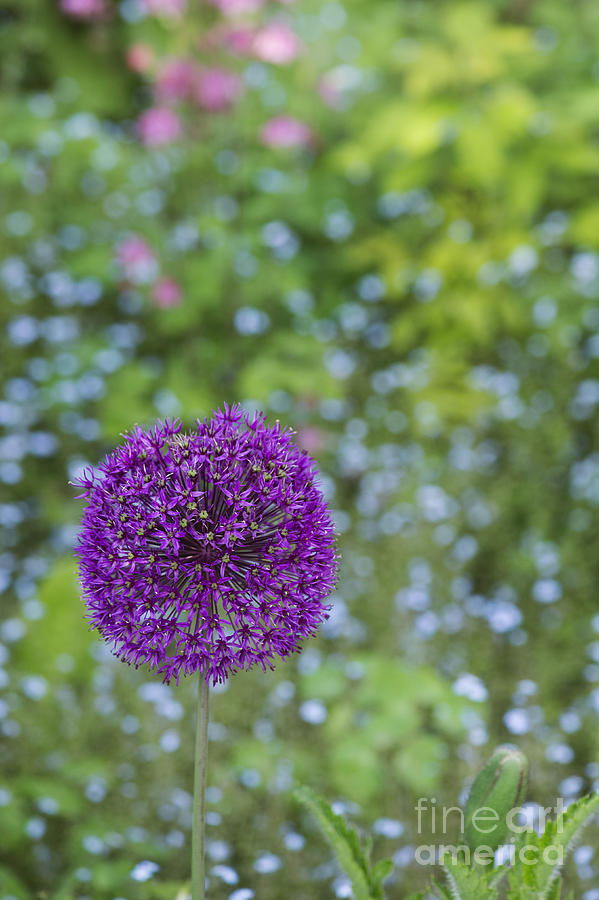 Nature Photograph - Allium Hollandicum Purple Sensation Flower by Tim Gainey