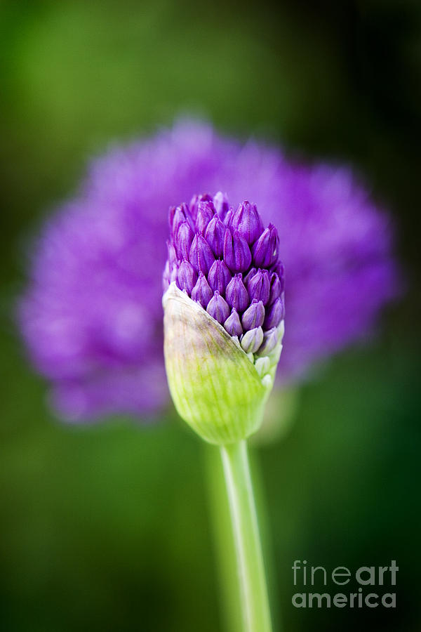 Nature Photograph - Allium hollandicum Purple Sensation by Tim Gainey