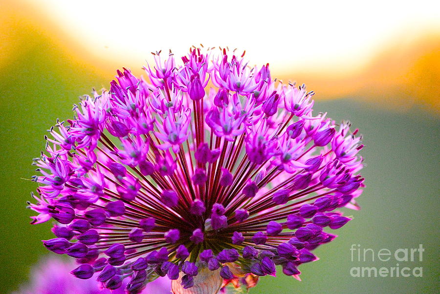 Flower Photograph - Allium is a Monocot Genus  by Kimberly McDonell